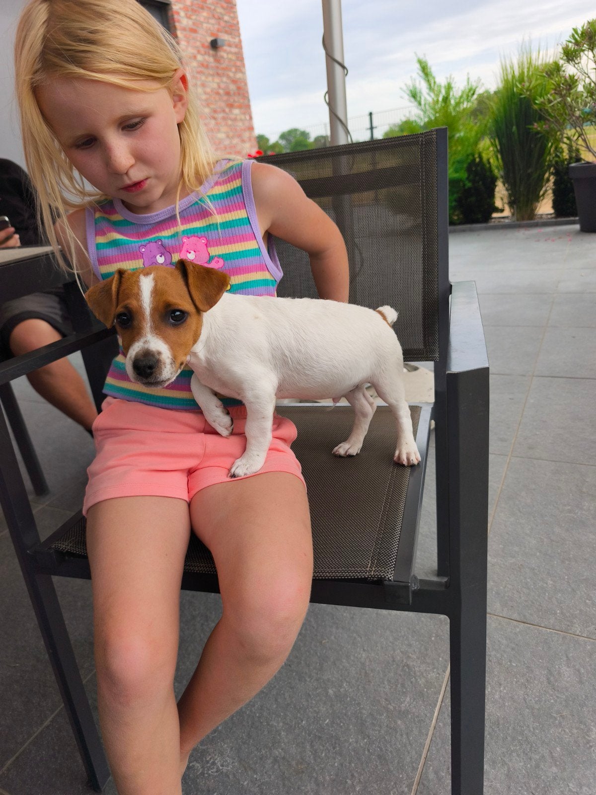 Jack Russell reutje, Dieren en Toebehoren, Honden | Jack Russells en Terriërs, België, Fokker | Hobbymatig, Jack Russell Terriër