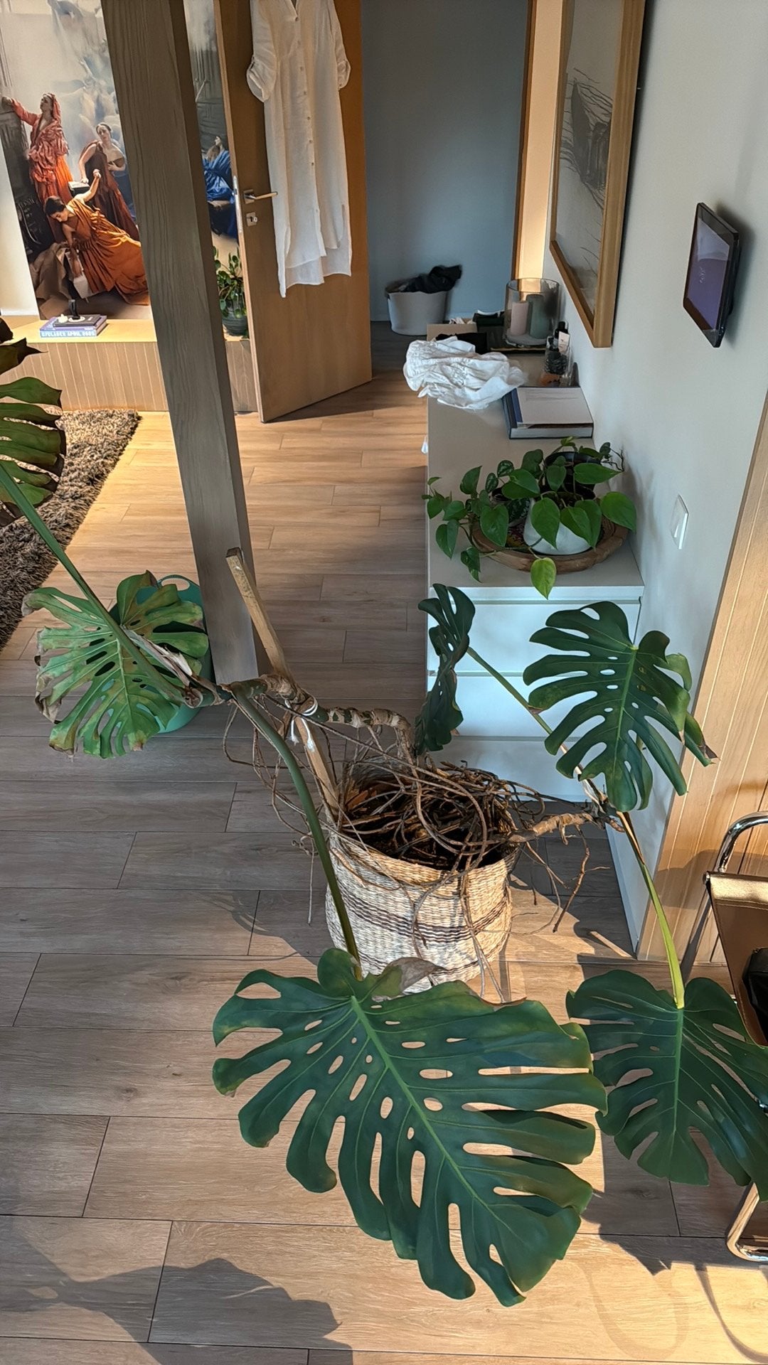 Monstera plant gratis af te halen, Enlèvement