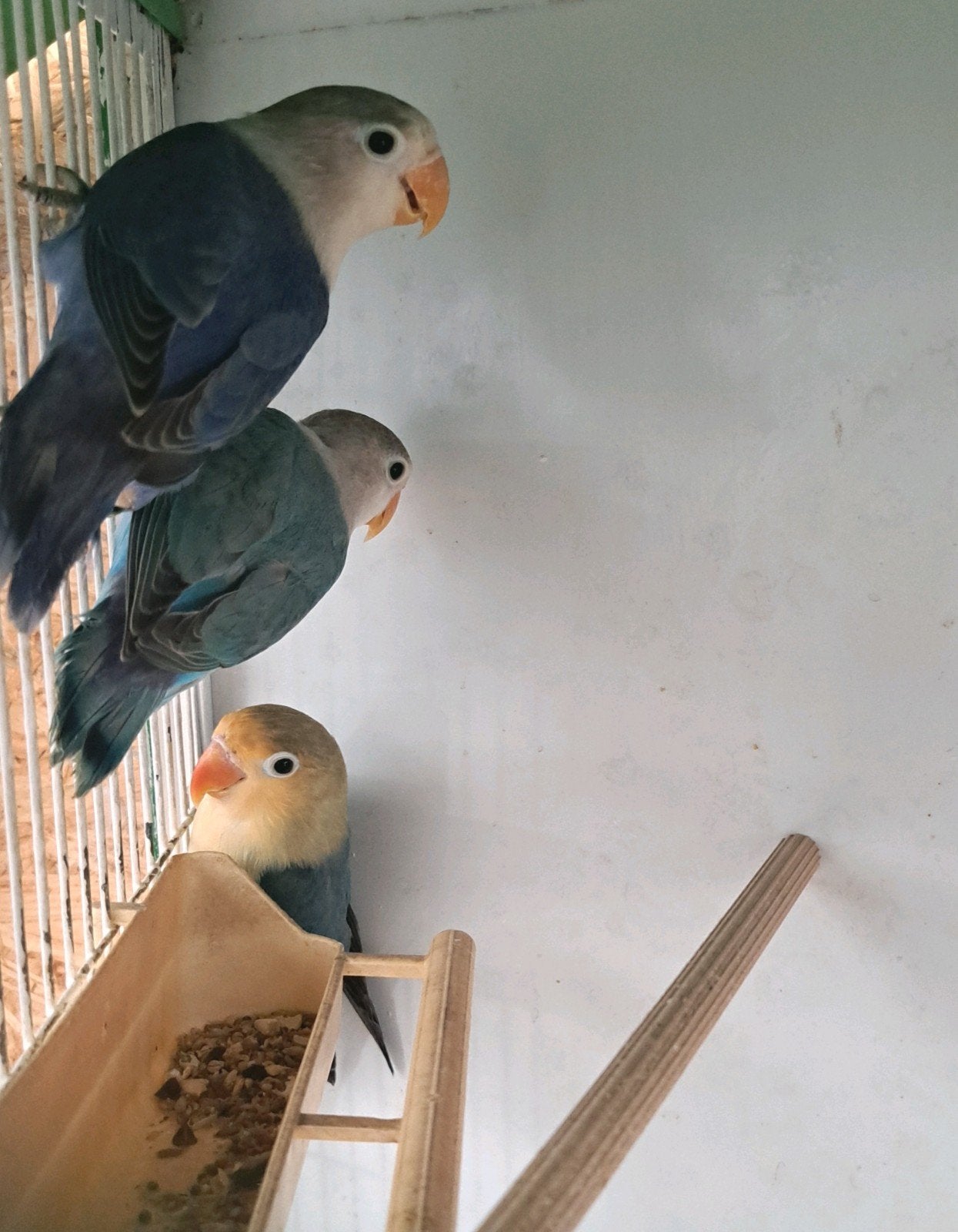 jonge fischeri, Geslacht onbekend, Papegaai, Geringd