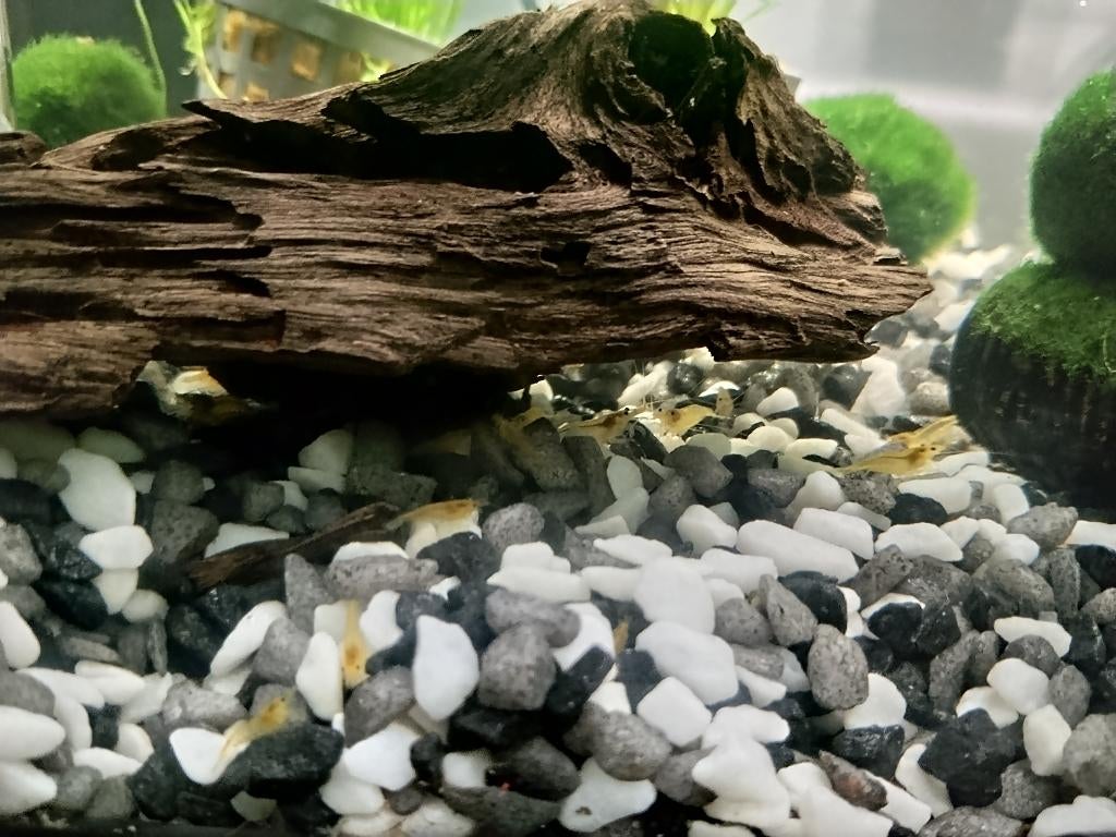 Neocaridina garnalen, Dieren en Toebehoren, Overige typen