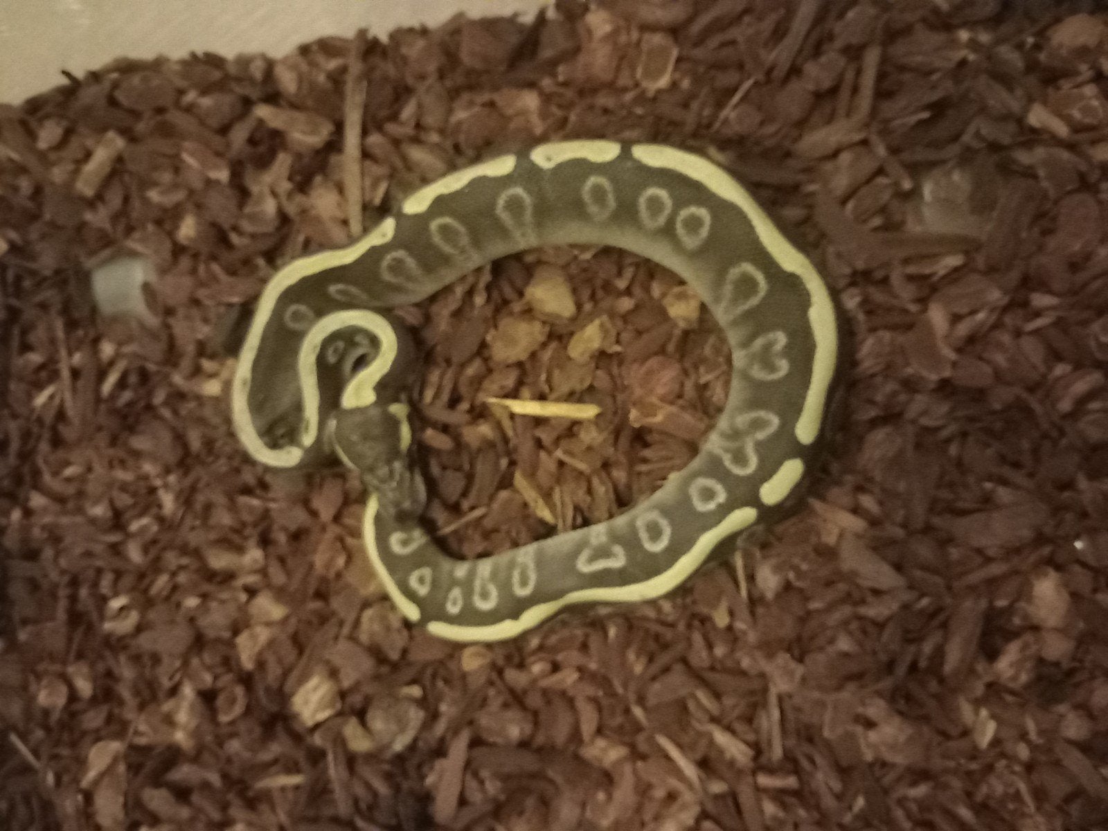 python regius Ball Python - unknown for sale from fredi