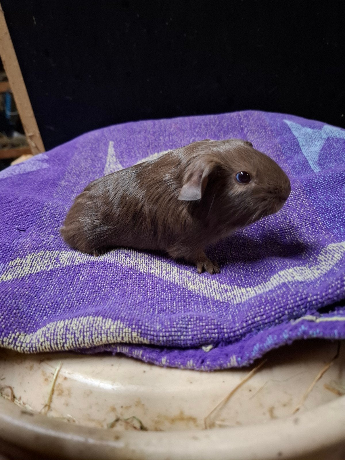 2 slate broertjes, Animaux & Accessoires, Octobre, Mâle, Domestique, Cobaye