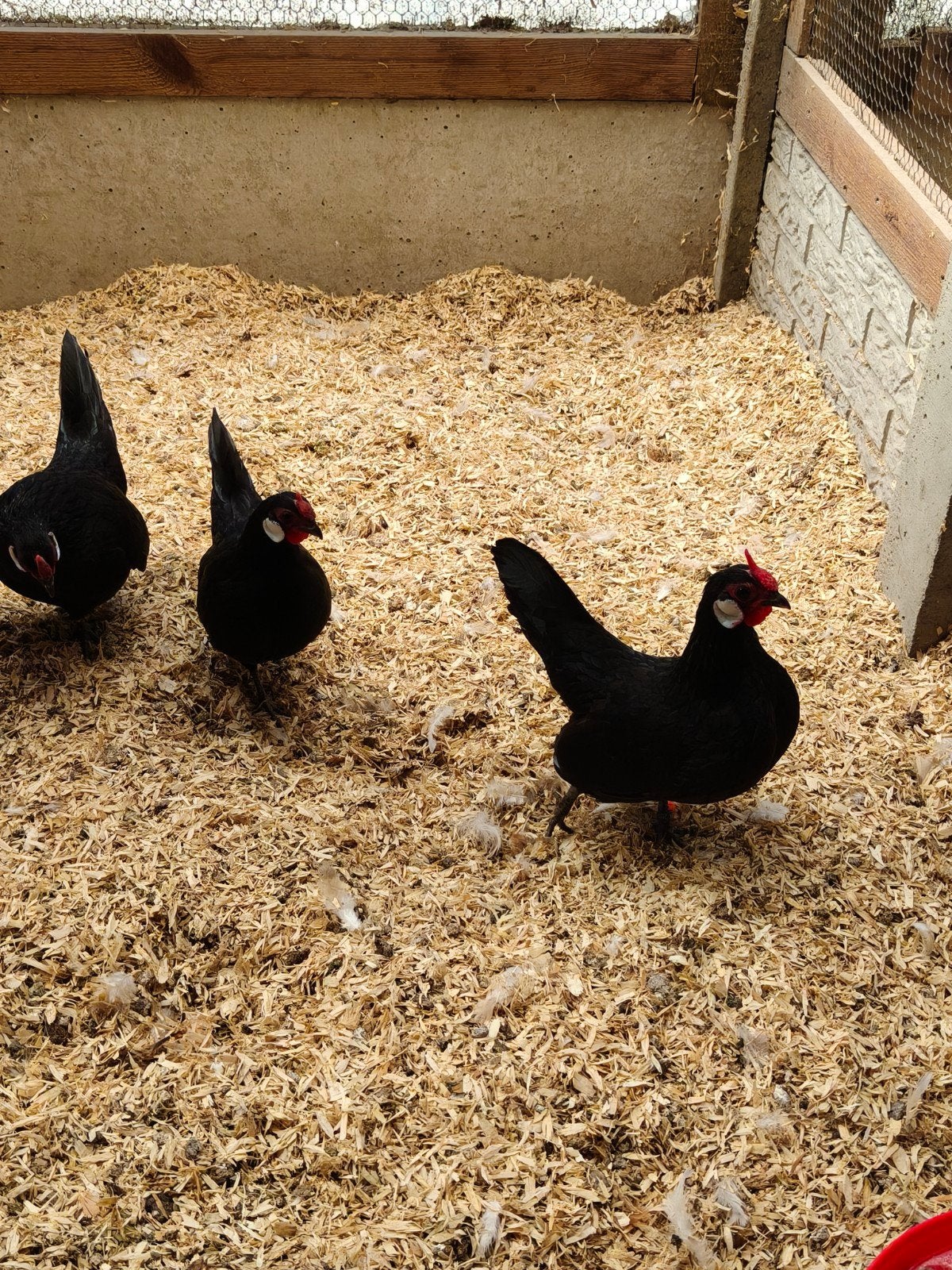 Jonge zwarte Javakriel hennen., Dieren en Toebehoren, Vrouwelijk, Kip