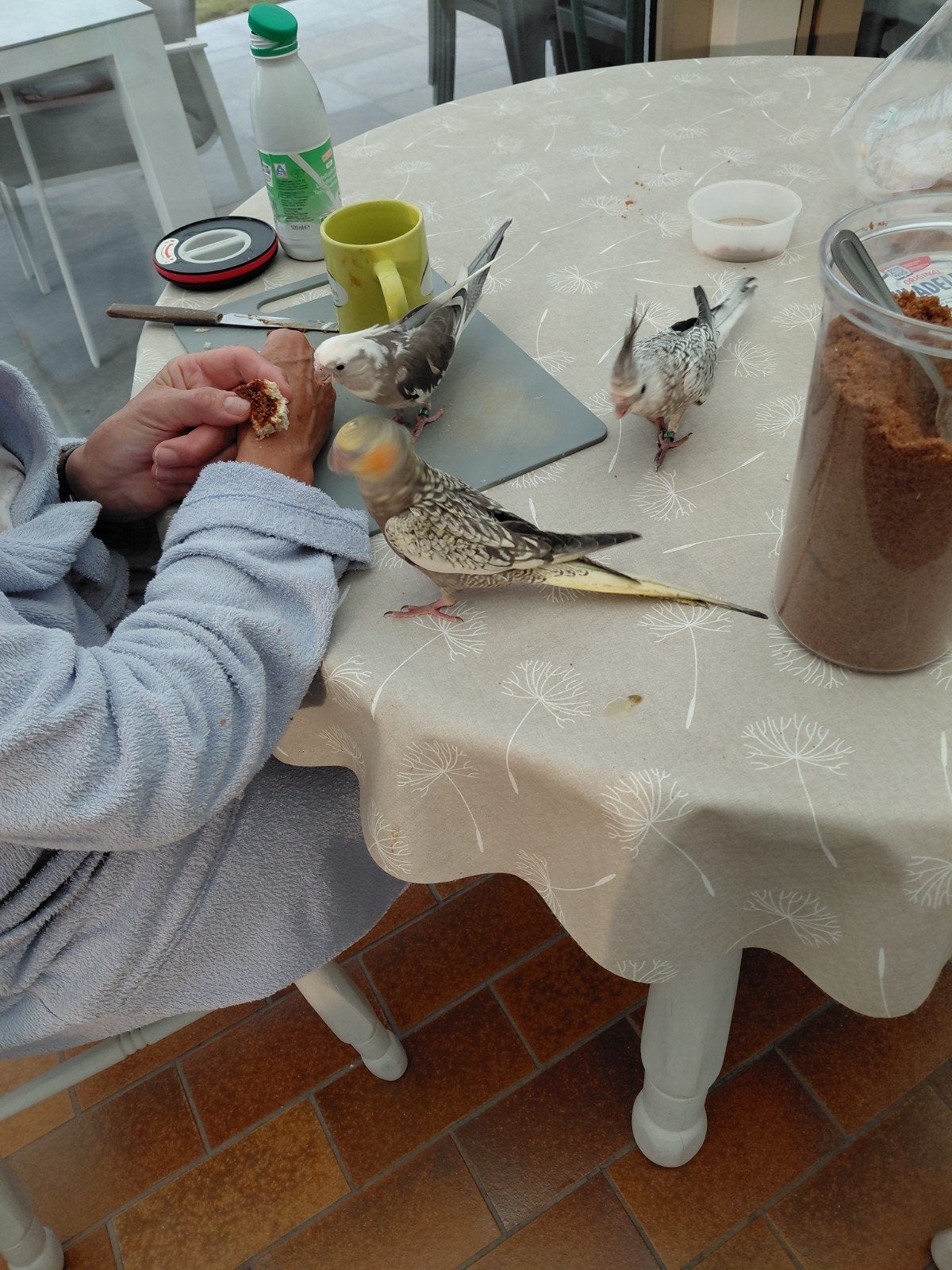 super tamme valkparkieten, Dieren en Toebehoren
