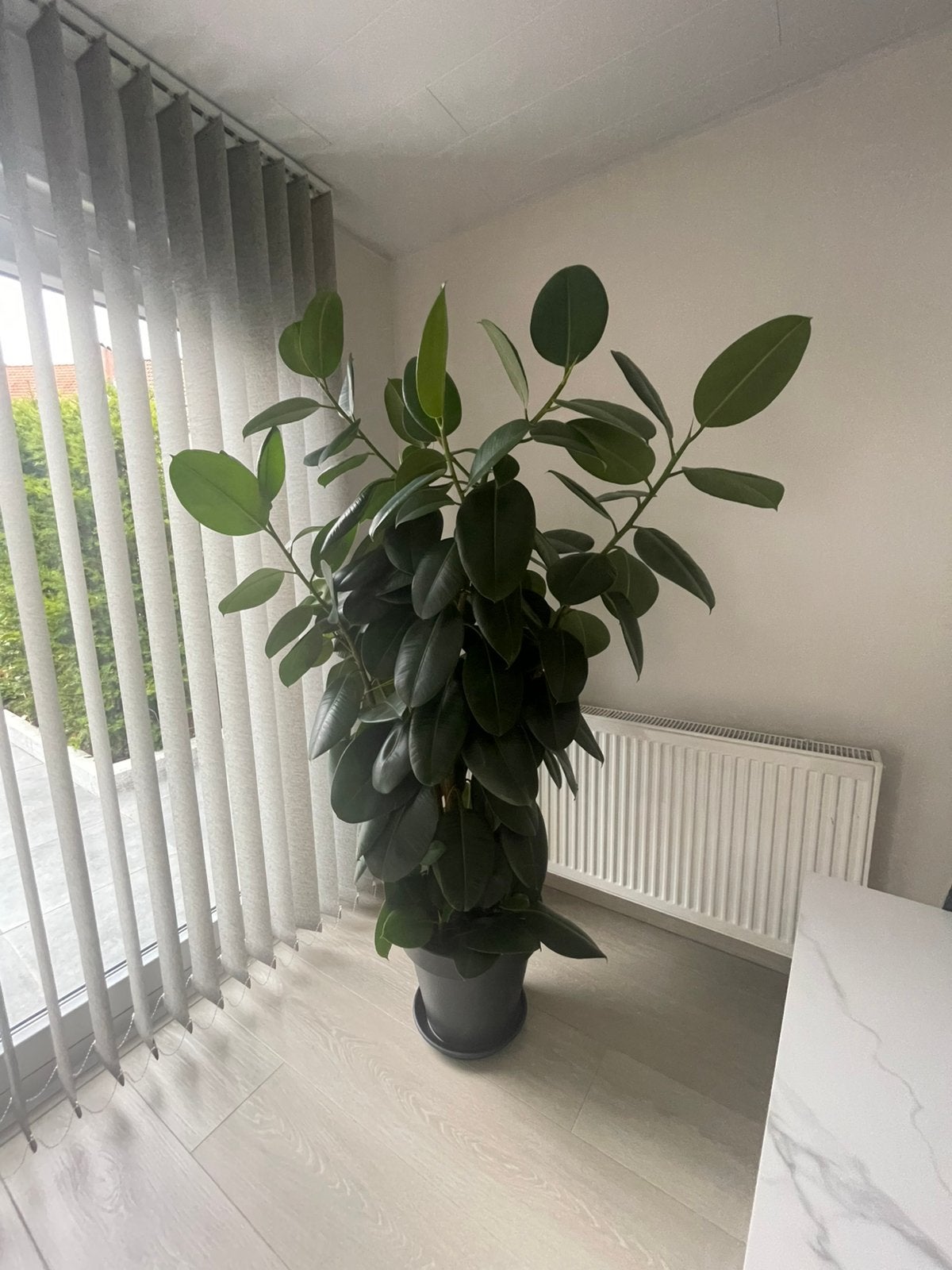 Bloem, Huis en Inrichting, Kamerplanten, Ophalen