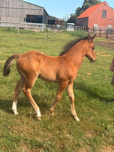 VEULEN TE KOOP, Animaux & Accessoires, Vermifugé, Cheval western, 0 à 2 ans, Ne s'applique pas