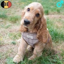 Engelse Cocker pup – Een prachtige rode reu, België, CDV (hondenziekte), 8 tot 15 weken, Eén hond