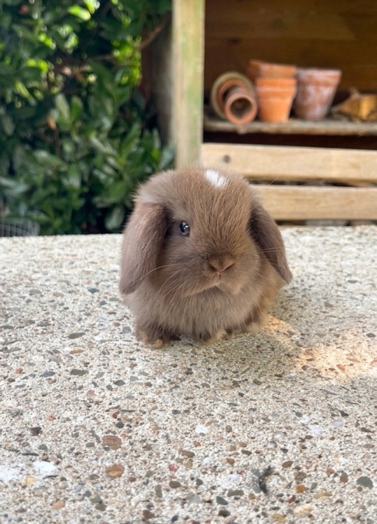 Geweldig knap en mega lief minilop konijntje (rammetje), Mannelijk, Dwerg, Hangoor, 0 tot 2 jaar