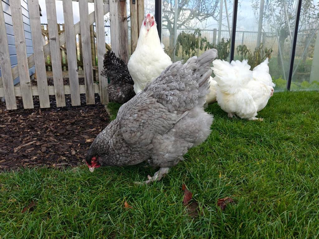 Broedeieren Mechelse Kalkoenkop, Dieren en Toebehoren