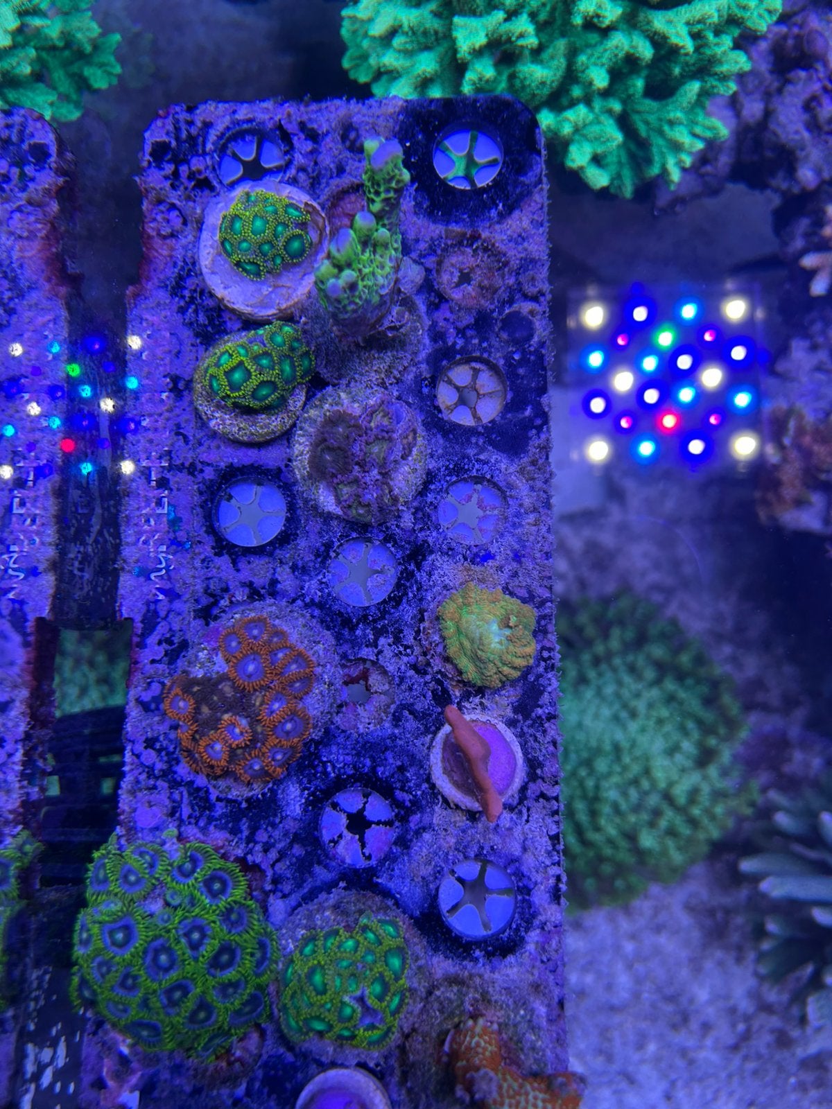 Koraal stekken zoa en montipora, Dieren en Toebehoren
