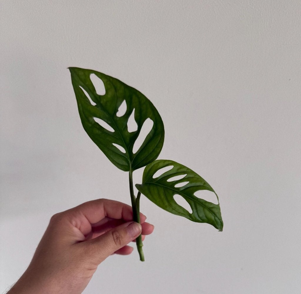 Monstera Adansonii Stekje, Maison & Meubles, Plantes d'intérieur, Autres espèces, Moins de 100 cm, Plante verte, Ombre partielle