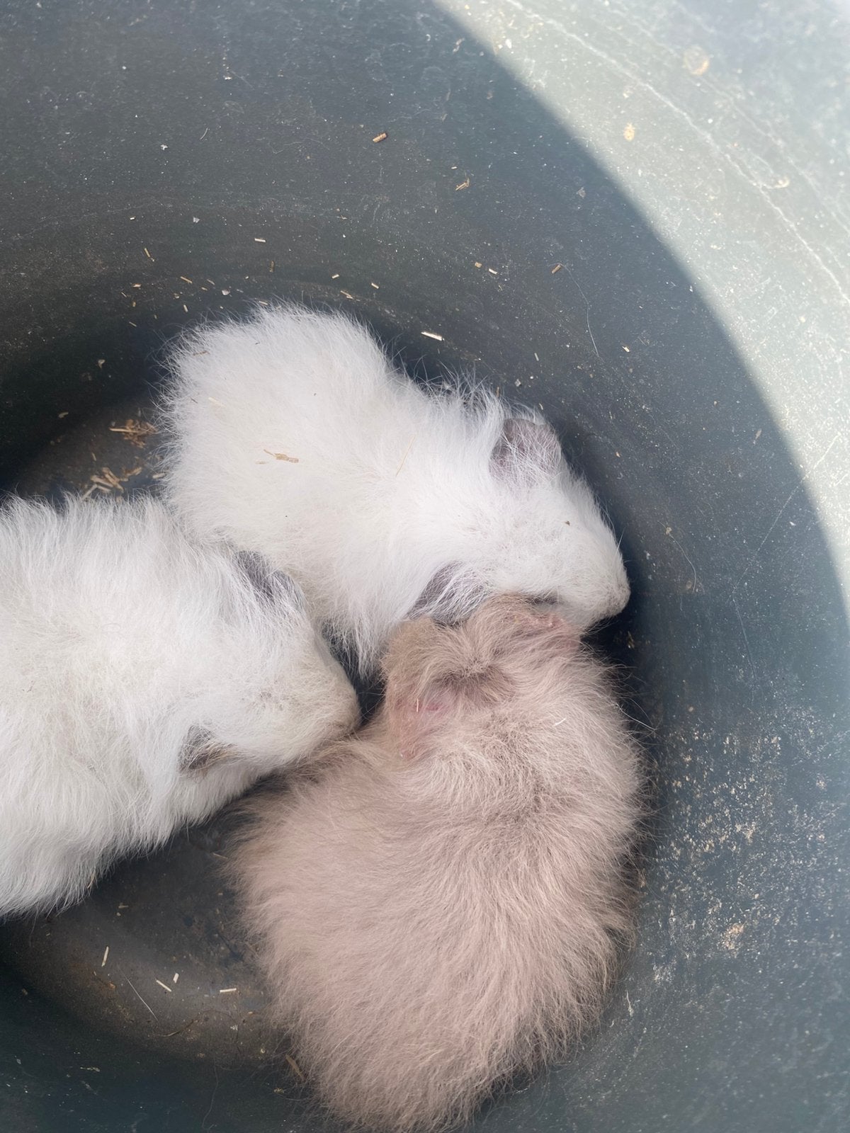 Cavia teddys, Dieren en Toebehoren, Cavia, April, Mannelijk, Tam