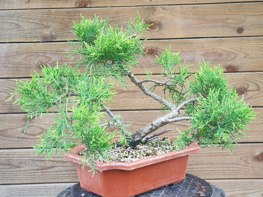 Bonsaimateriaal / Matériel pour bonsaï Juniperus Pfitzeriana, Bloeit niet, Overige soorten, Minder dan 100 cm, Ophalen