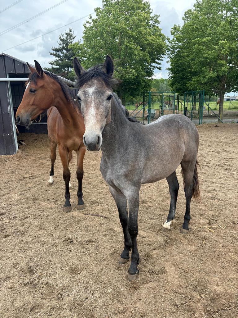 Jaarling D pony ruin te koop, Hongre