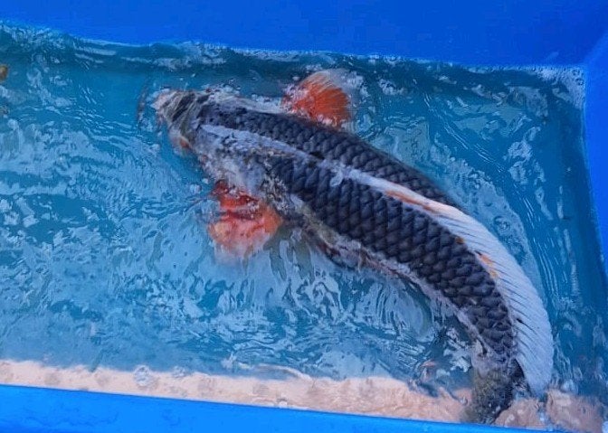 Grote Japanse Koi vijvervis 68-71cm blikvanger