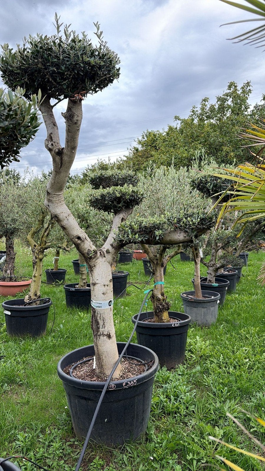 ‼️olijfbomen olea europaea plato aan promoprijzen‼️, Tuin en Terras, Planten | Bomen, Ophalen