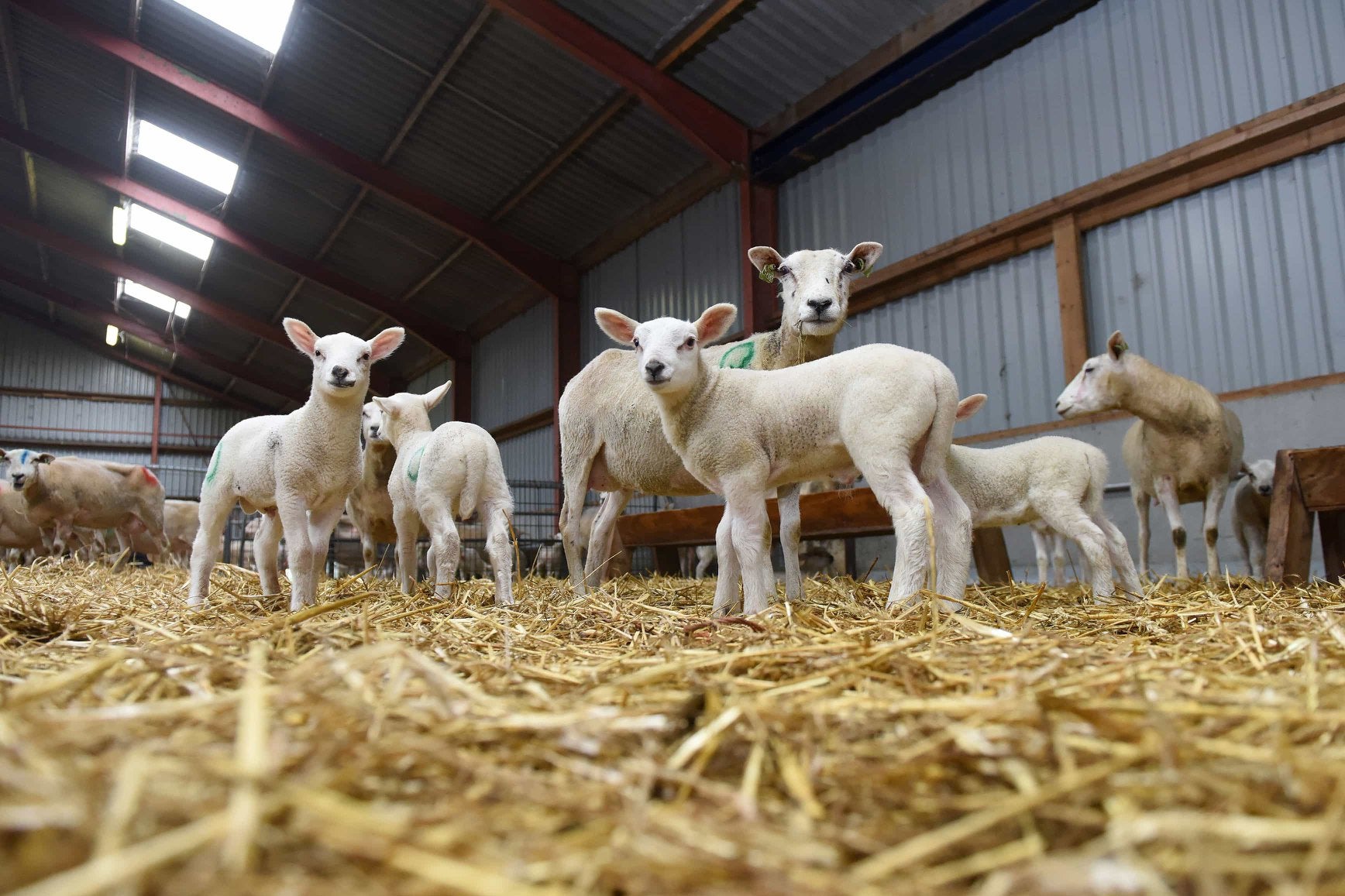 ik zoek ramlammeren van 3-4 maanden kijk beschrijving!, Dieren en Toebehoren, Mannelijk, Schaap