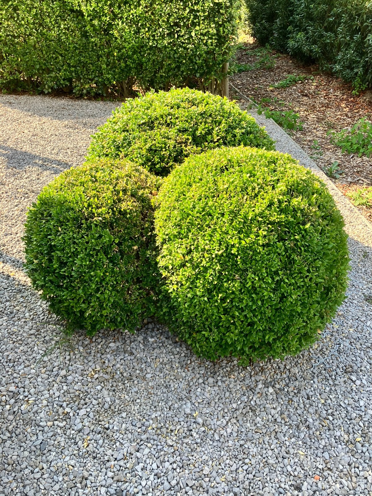 3 bulbes de buis, diamètre +-50, 60 et 80 cm, Jardin & Terrasse, Enlèvement