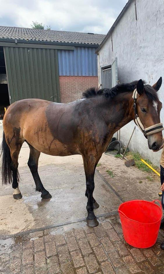 Knappe grote D-pony, Dieren en Toebehoren, Merrie, Gechipt