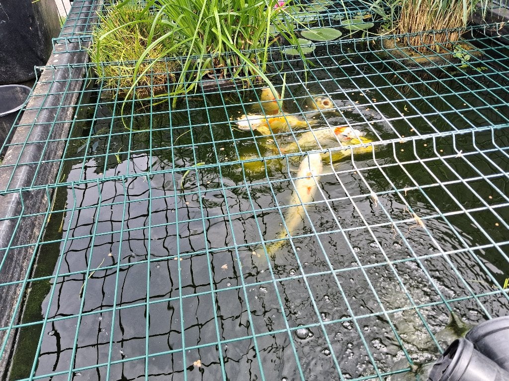 2 koi vissen, Dieren en Toebehoren, Karper of Koi