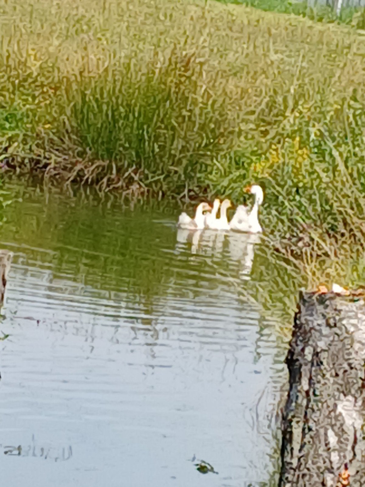 Vrouwtjes gans met 1 jongen  tekoop 50 euro, Dieren en Toebehoren, Pluimvee