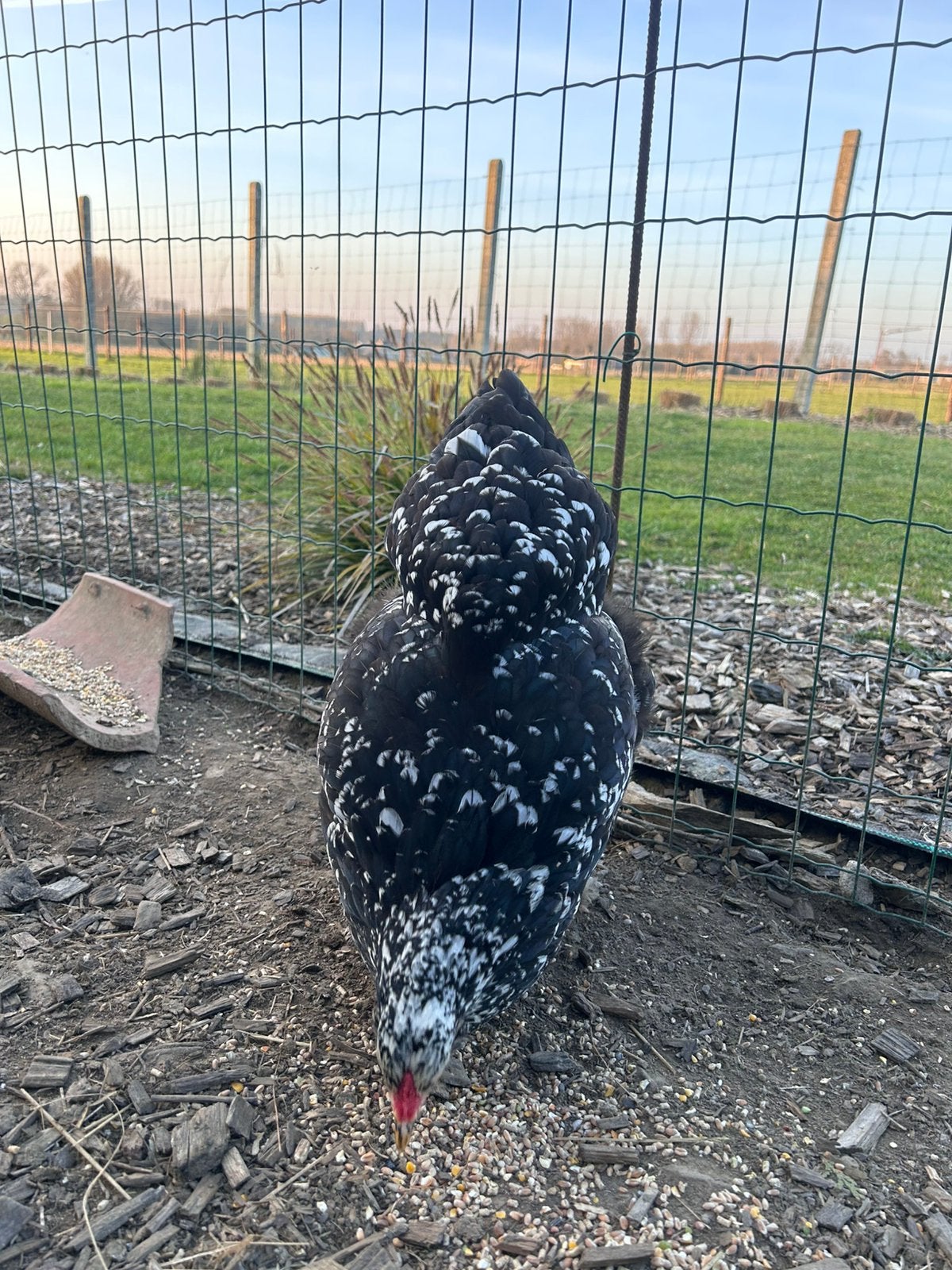 Œufs à éclore de Brahma, Plusieurs animaux, Poule ou poulet