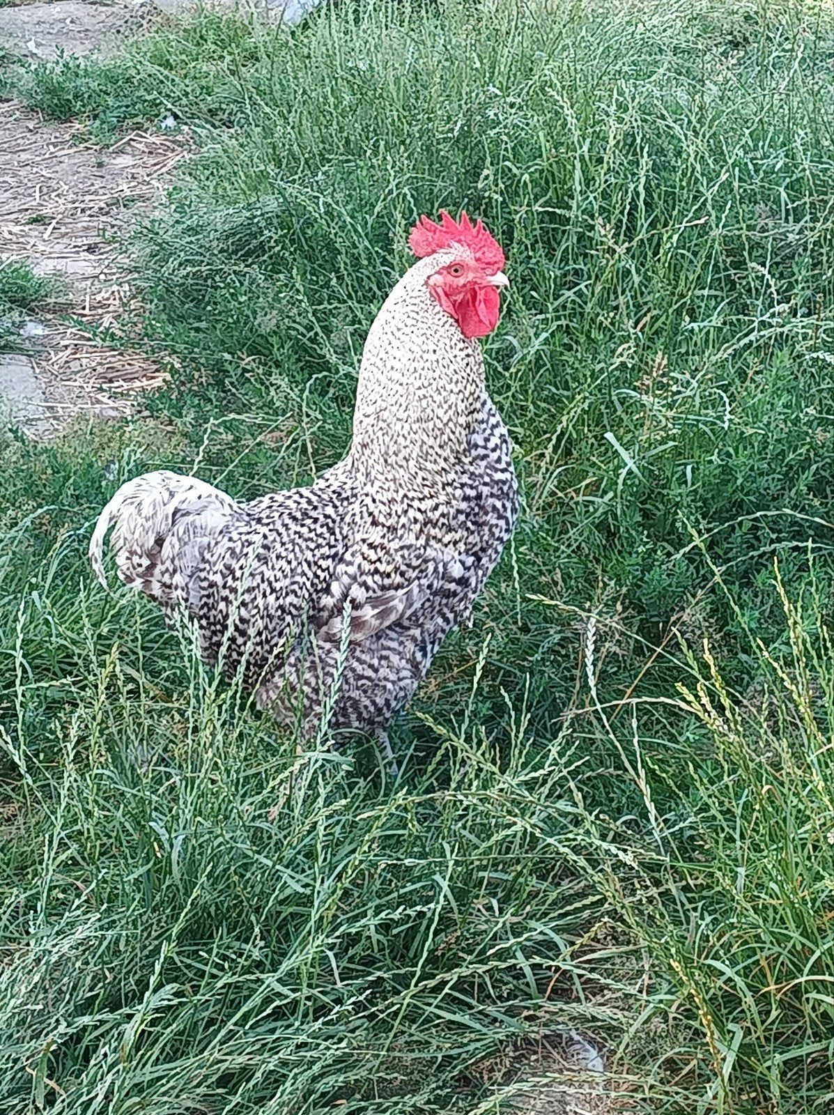 Mechelse koekoek haan, Mannelijk, Kip