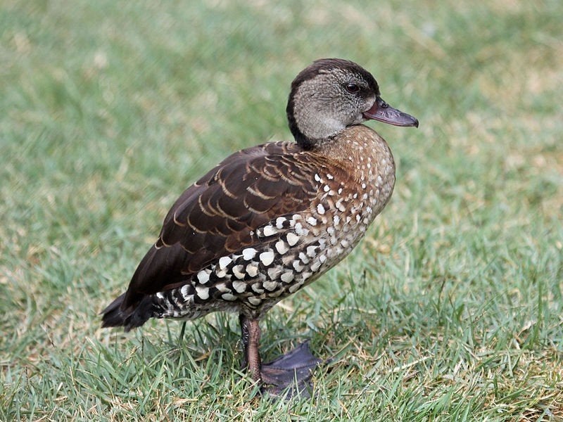 Koppel gevlekte fluiteenden, Dieren en Toebehoren, Pluimvee, Meerdere dieren, Eend