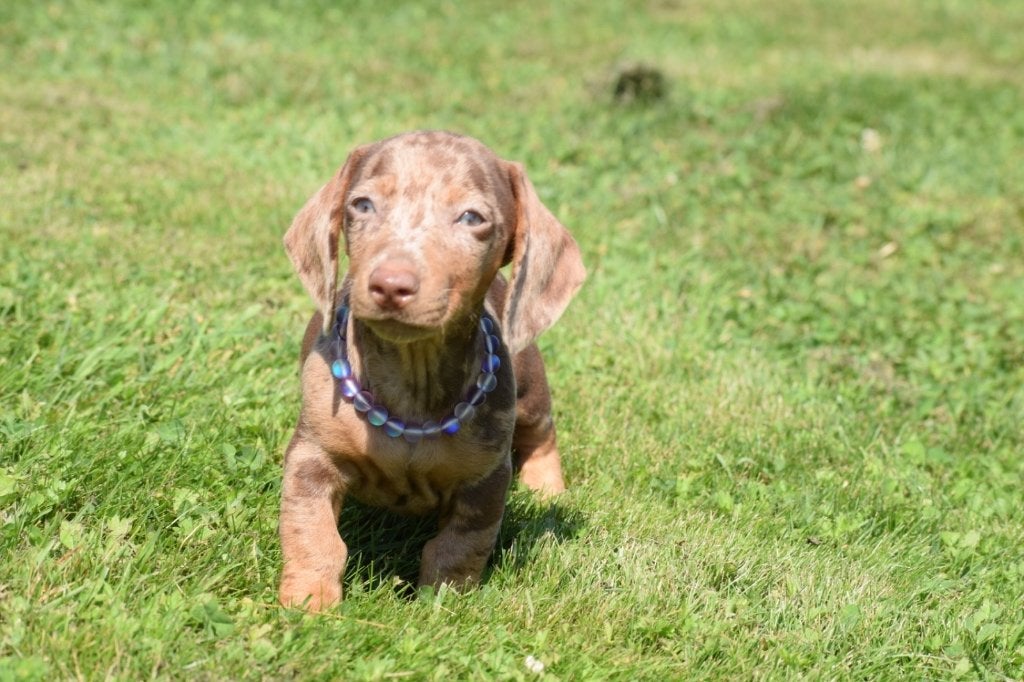 Teckel pups dashond, Dieren en Toebehoren, België, 8 tot 15 weken, Korthaar, Dwerg