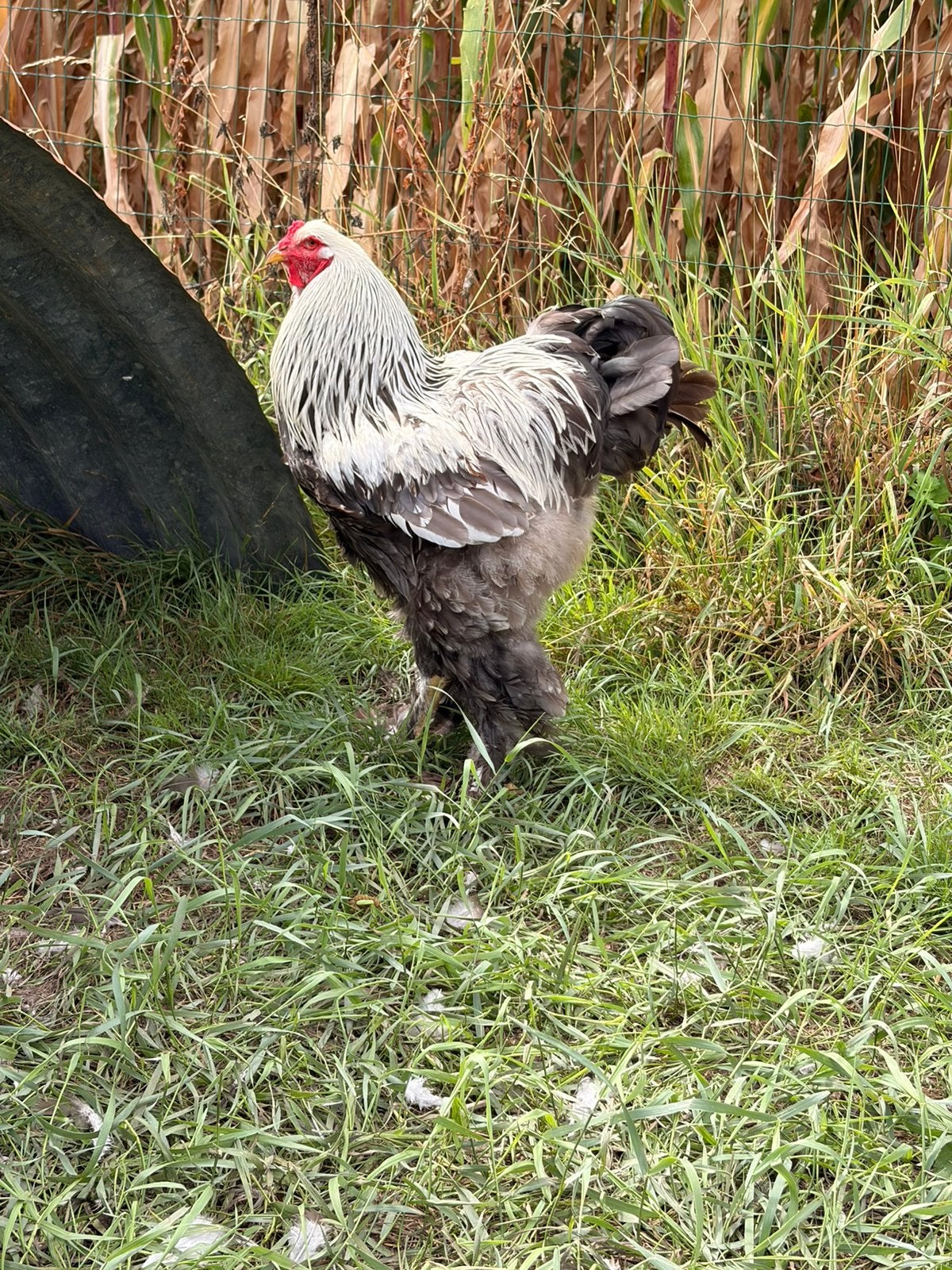 brahma haan gratis, Mannelijk, Kip