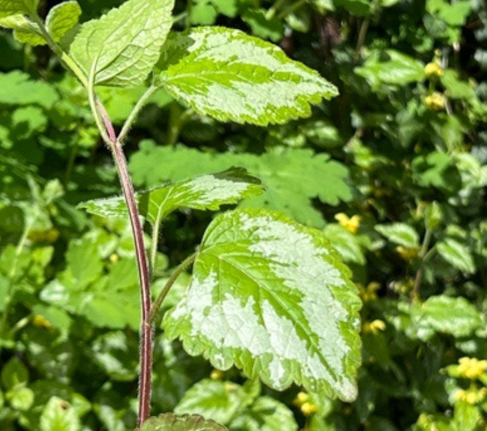 Lamiastrum g. 'Variegatum, ortie jaune morte panachée SANS, Jardin & Terrasse, Plantes | Jardin, Plein soleil, Enlèvement, Plante fixe