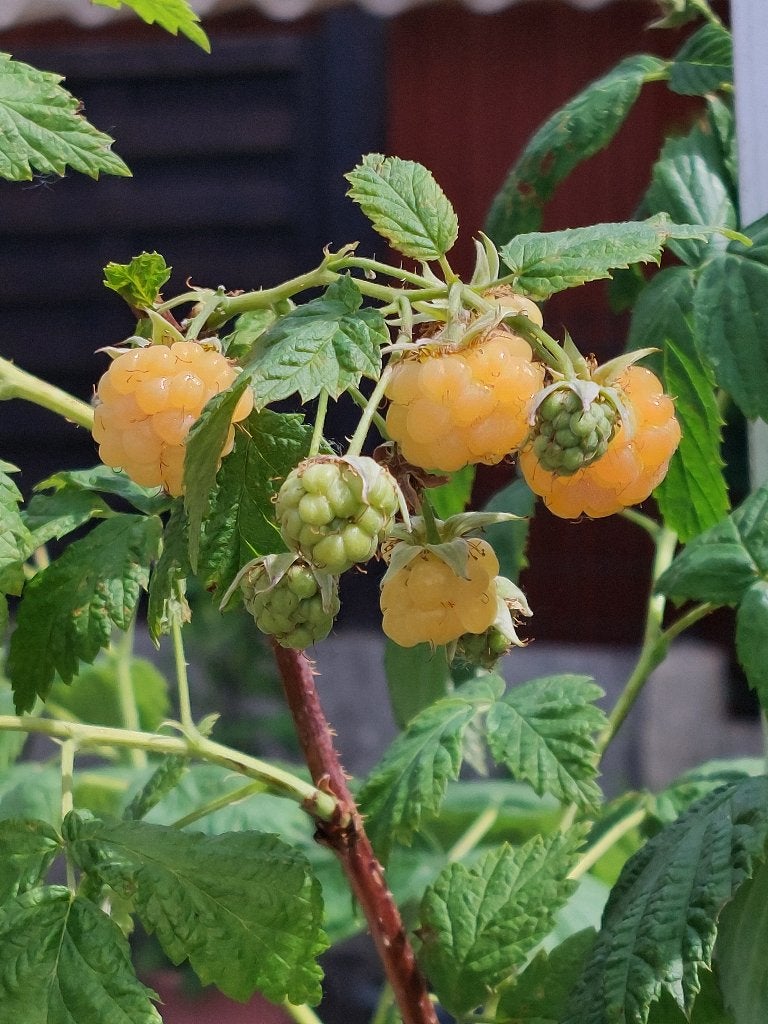 framboisiers jaunes en pot - 10 plants minimum, Été, En pot, Plein soleil, Enlèvement