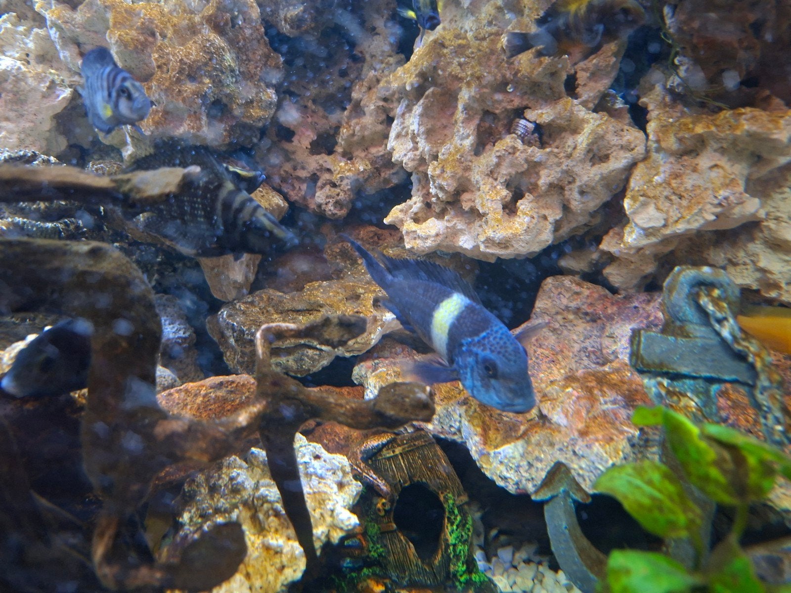 Tropheus Duboisie, Dieren en Toebehoren, Vis, Zoetwatervis