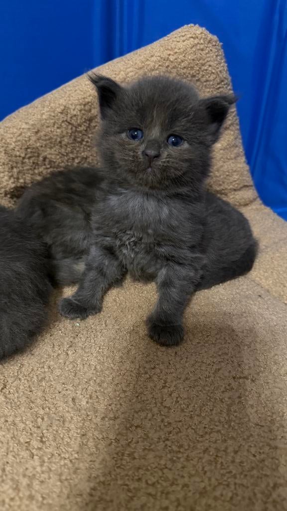 Prachtige Maine Coon kittens, Geslacht onbekend, Gechipt, 0 tot 2 jaar