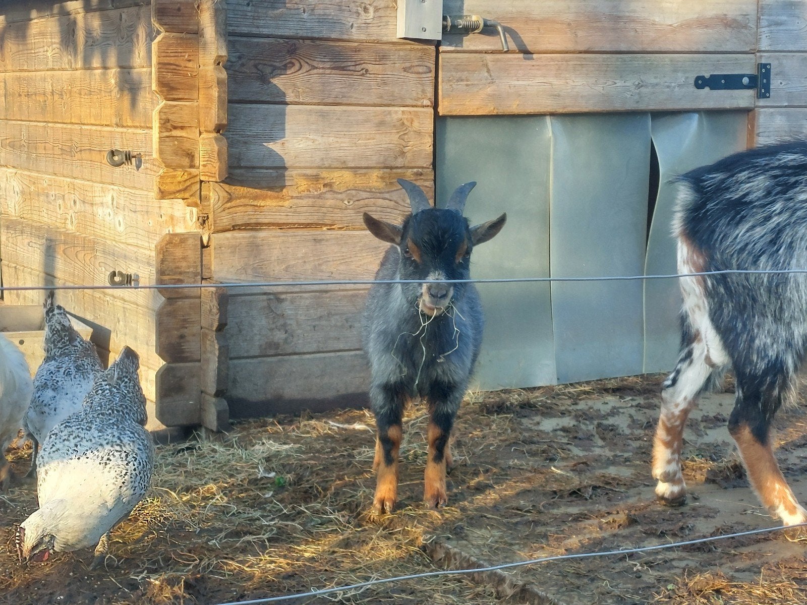 Schimmeltan bokje, Dieren en Toebehoren