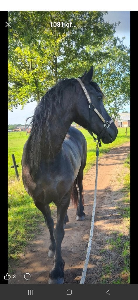 Weide gezocht, Pâturage, 4 chevaux ou poneys ou plus