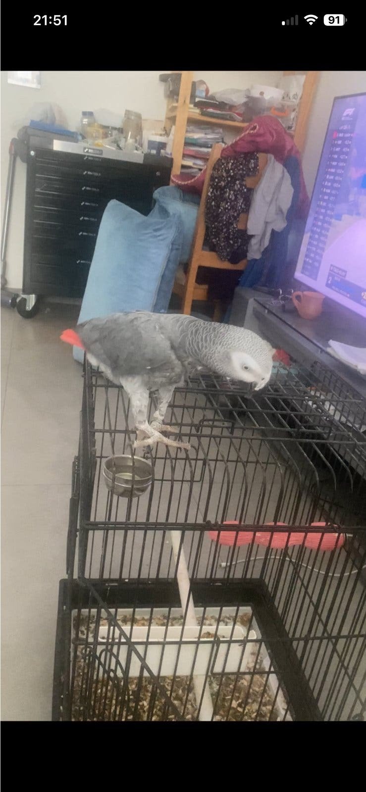 Gris du gabon 4 ans, Dieren en Toebehoren, Hondenbenches, Zo goed als nieuw, Ophalen