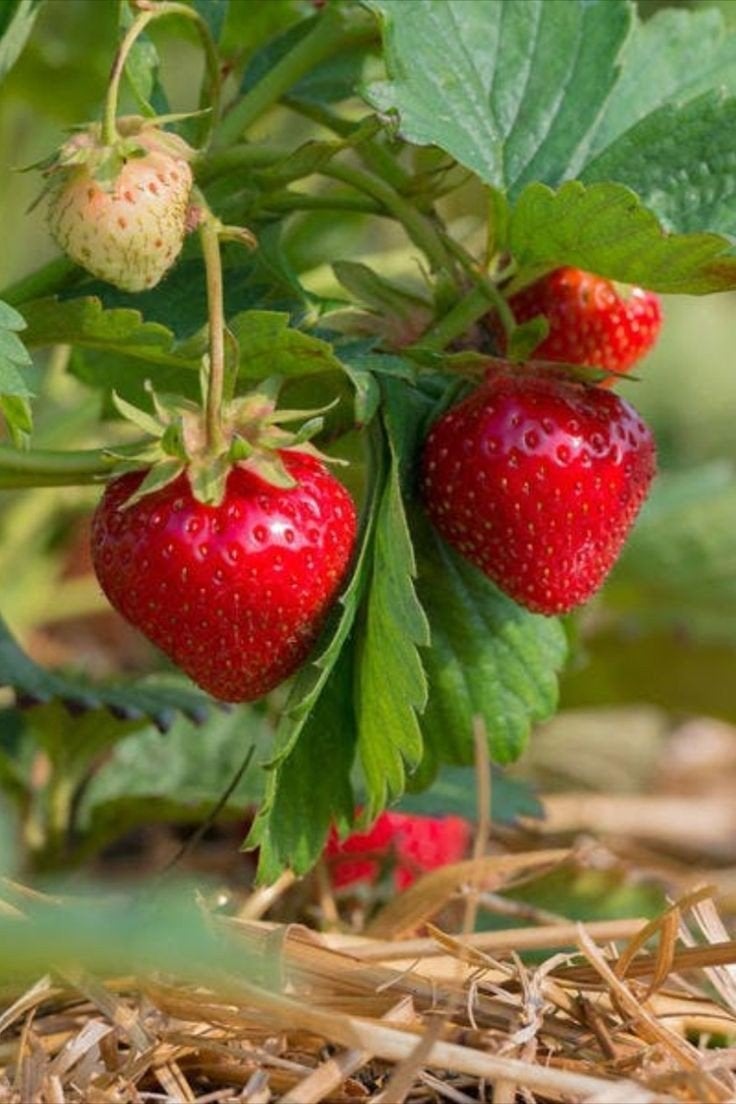 plant de fraisiers, Ophalen, Lente