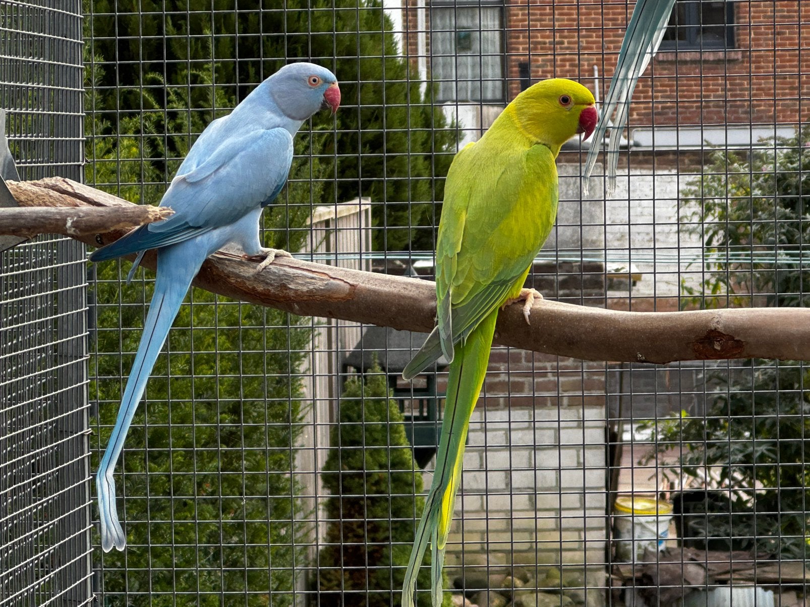 Renoncules, Plusieurs animaux, Perruche, Bagué