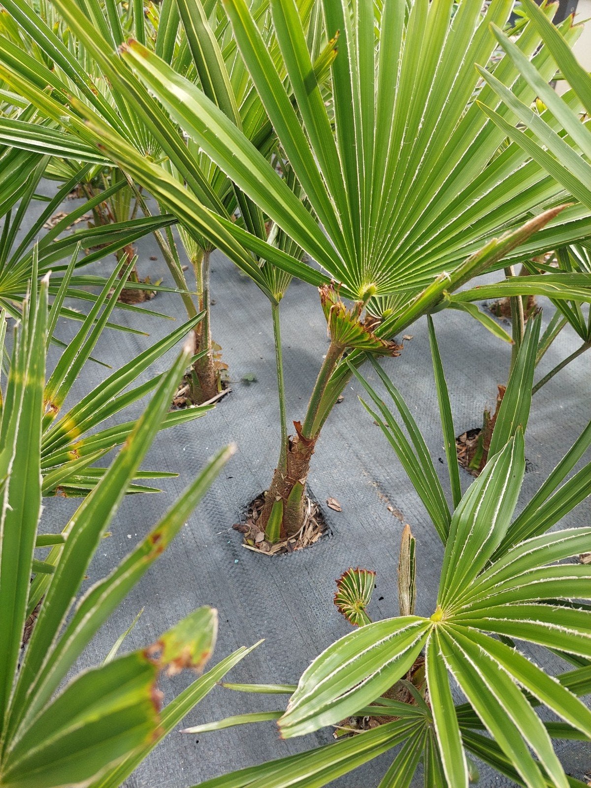 TRACHYCARPUS FORTUNIA  WAAIERPALM, Ophalen