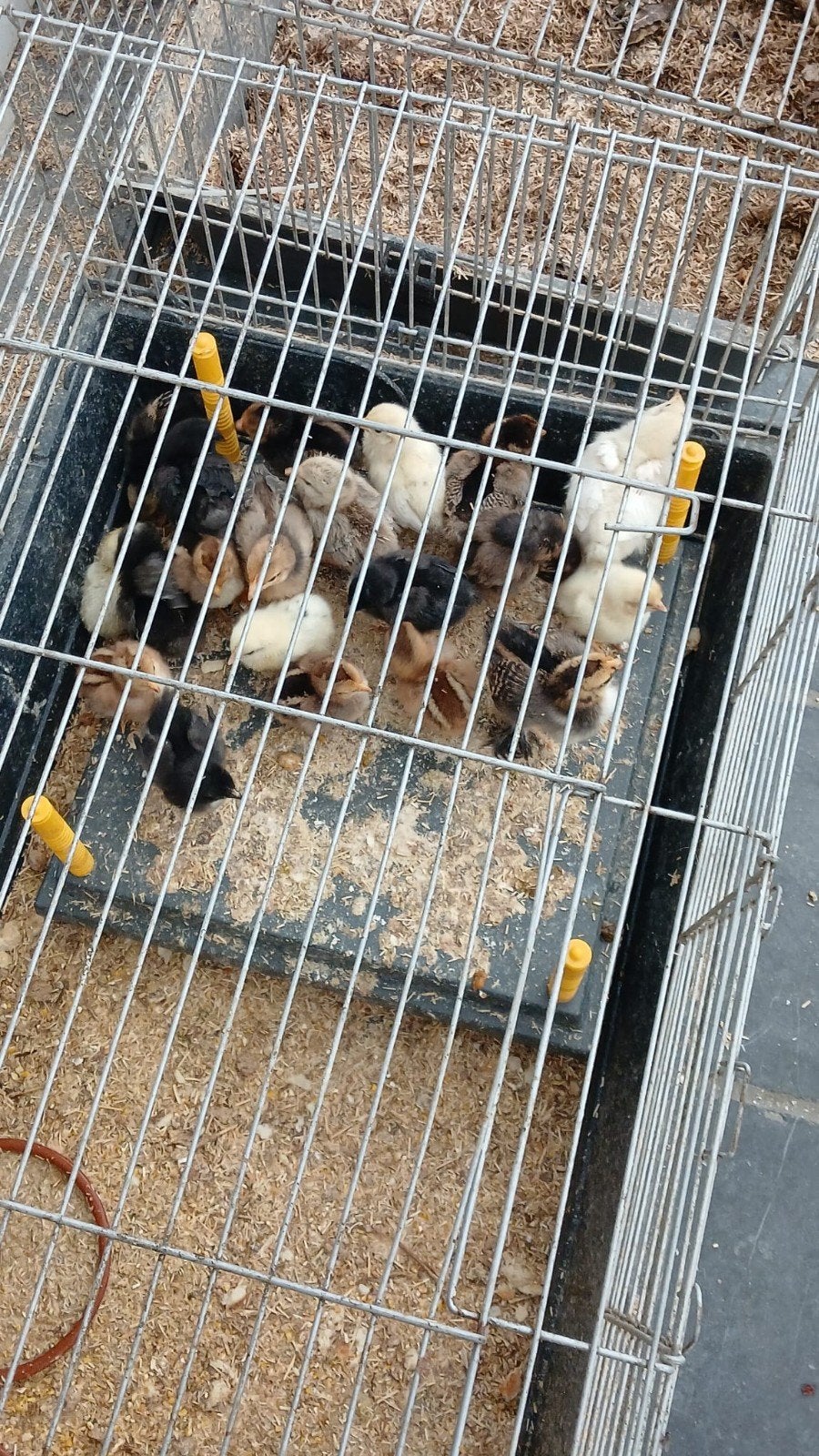 kuikens te koop van legkippen, Animaux & Accessoires