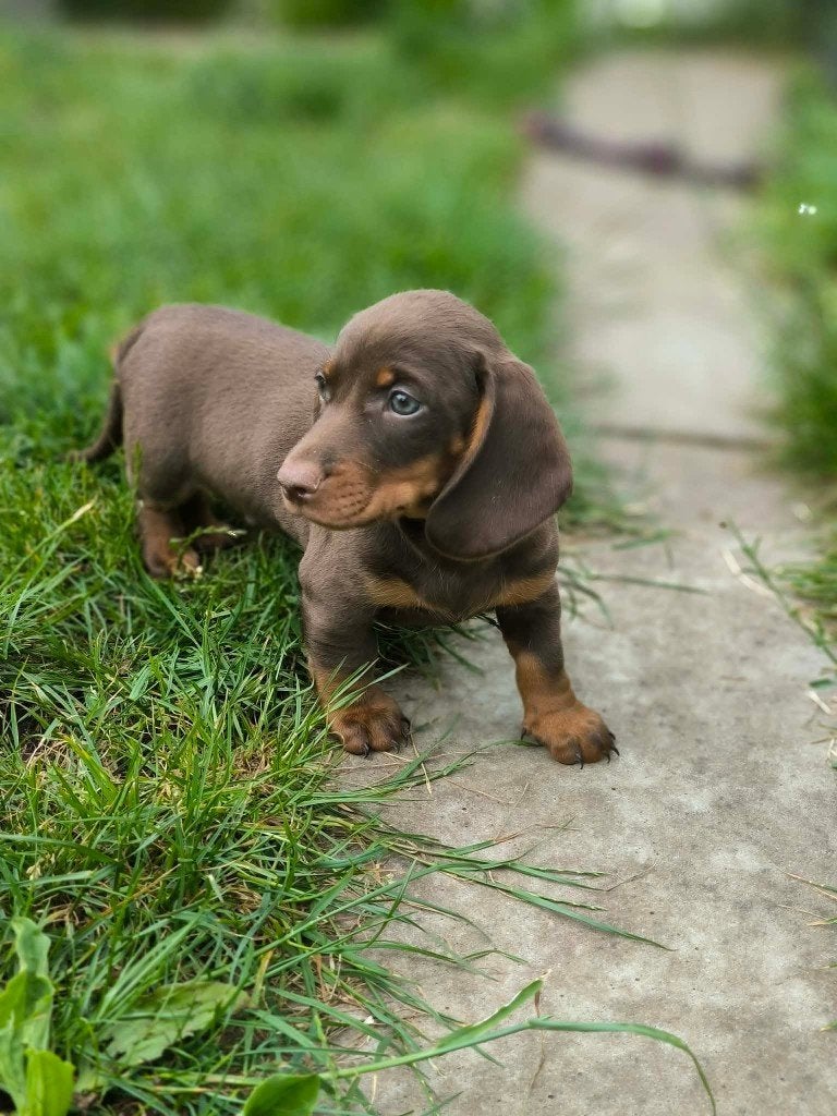 Teckel pupjes uit eigen nest te koop, Parvo, België, Fokker | Hobbymatig, 8 tot 15 weken