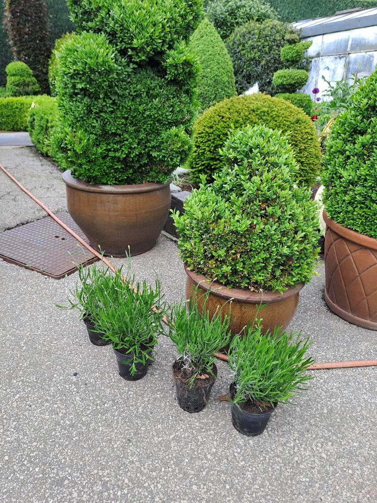20 tal mooie lavendel planten in pot 1€ per stuk, Volle zon, Vaste plant, Zomer, Ophalen