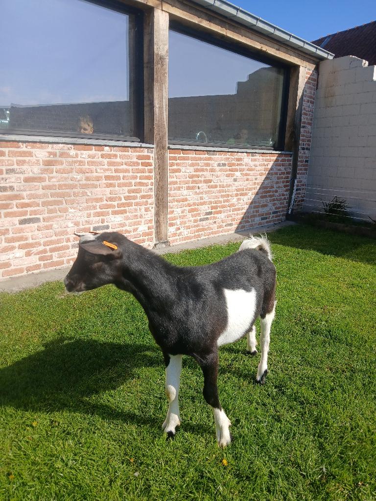 geitebok bonte melkgeit, Dieren en Toebehoren, Mannelijk, Geit, 0 tot 2 jaar