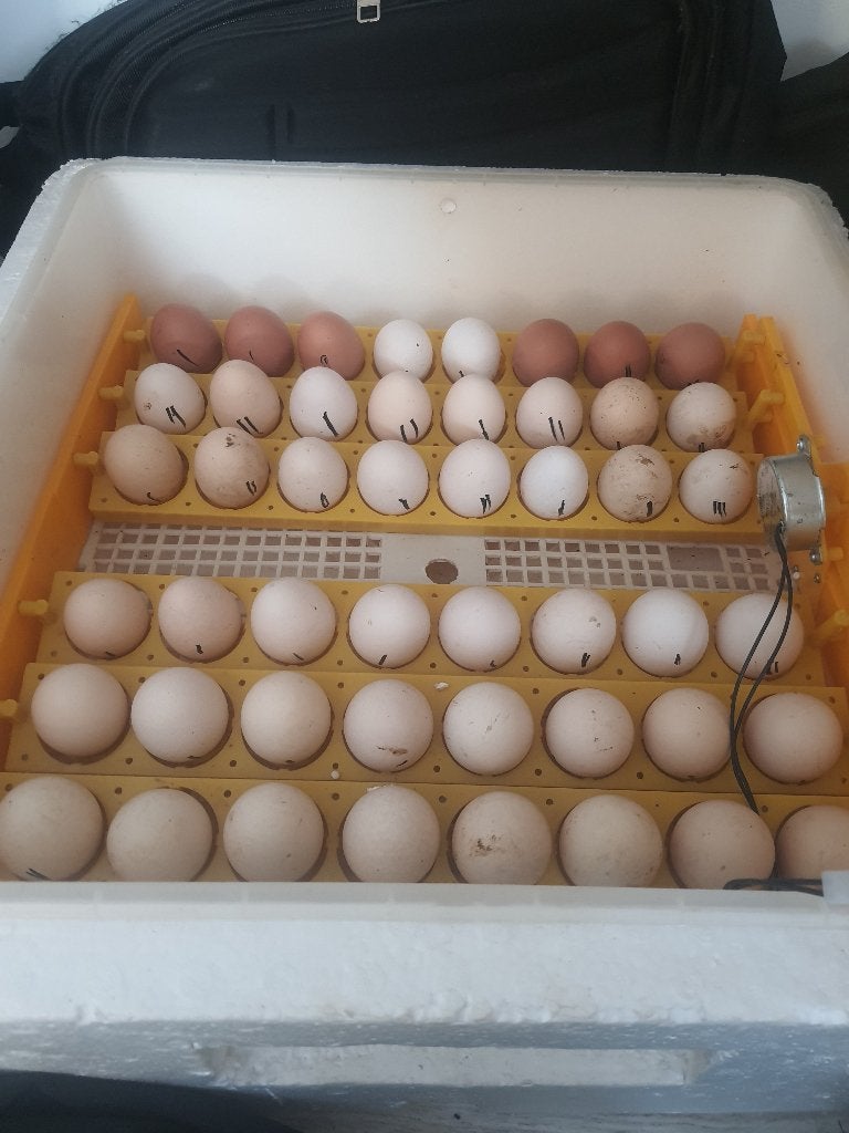 Kuikens te koop uit broedmachine, Dieren en Toebehoren, Meerdere dieren, Kip