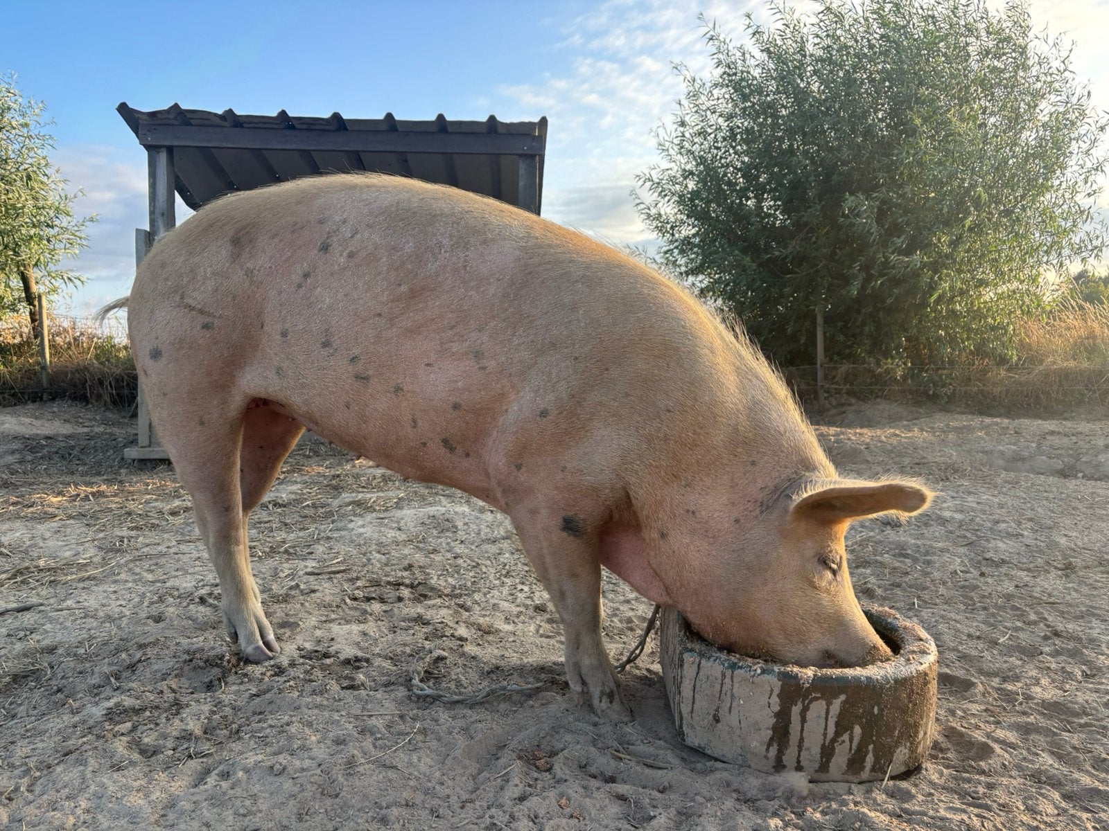Zeugje 1,5jaar, Dieren en Toebehoren