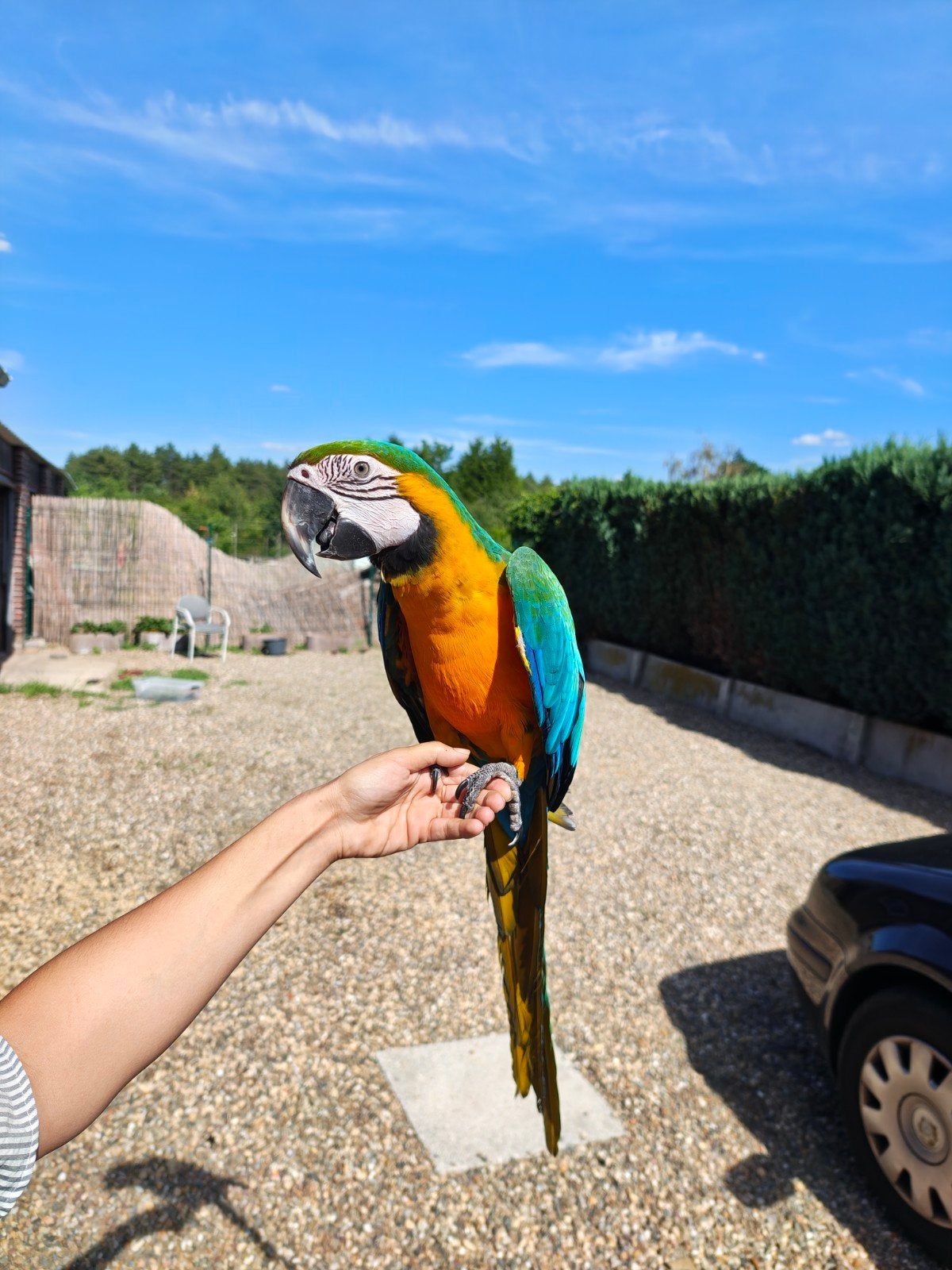 #Super tamme harligold#, Dieren en Toebehoren, Vogels | Parkieten en Papegaaien, Mannelijk, Papegaai, Pratend