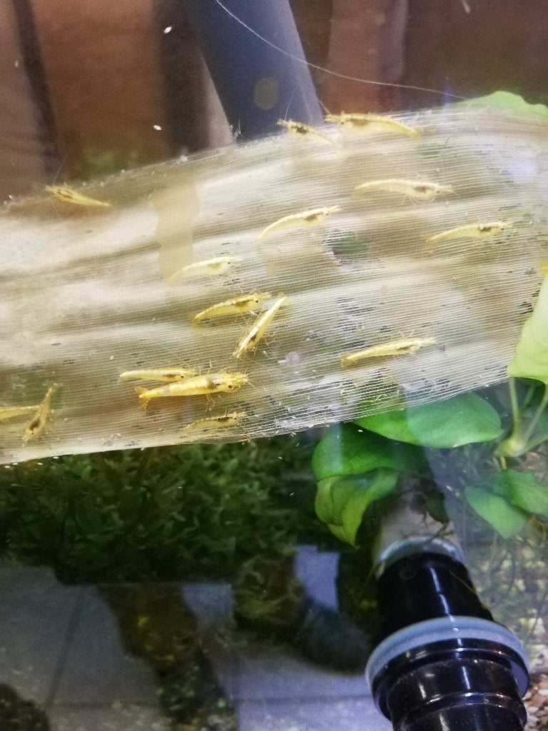 gele, citroen garnalen, Dieren en Toebehoren, Vissen | Aquariumvissen, Zoetwatervis, Kreeft, Krab of Garnaal, Schoolvis