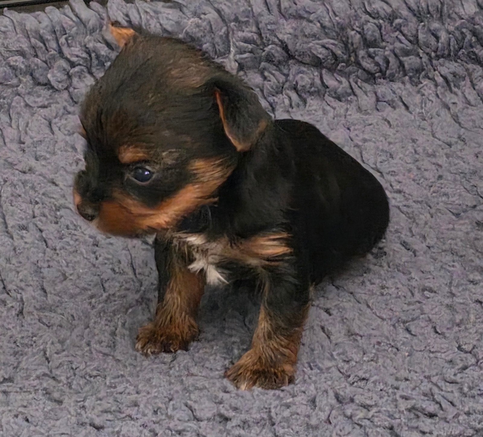 Yorkshire/biewer REUTJE, Dieren en Toebehoren, Honden | Jack Russells en Terriërs, België, Fokker | Hobbymatig, Reu, 8 tot 15 weken