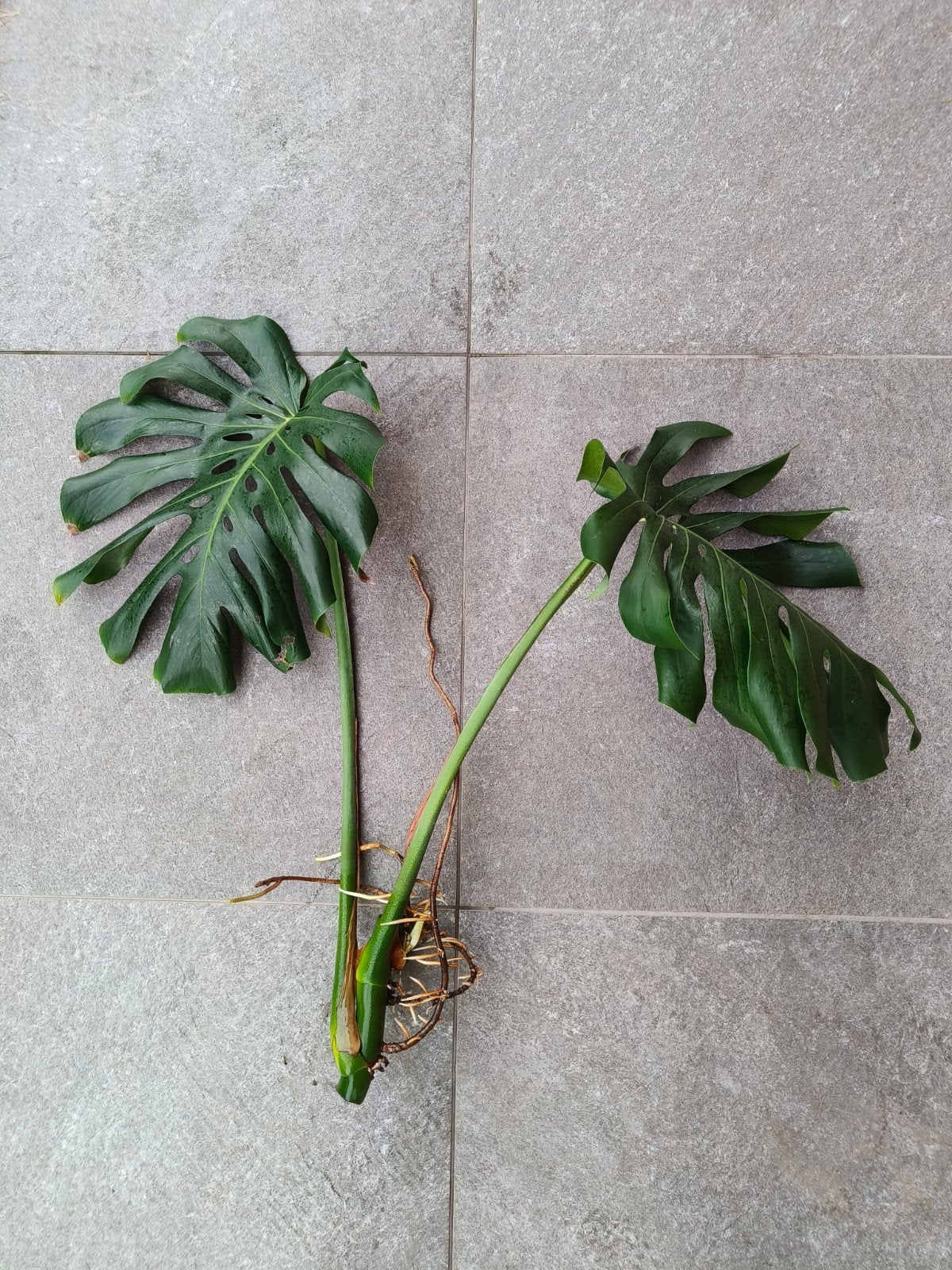 Gewortelde stek van Monstera Deliciosa, Autres espèces, Plein soleil, Moins de 100 cm, Enlèvement